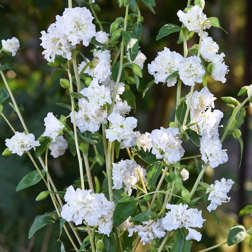 Mølleblomst 'Albatross'