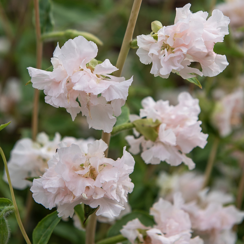 Mølleblomst 'Appleblossom'