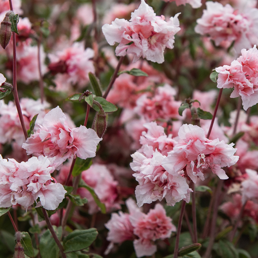 Mølleblomst 'Enchantress'