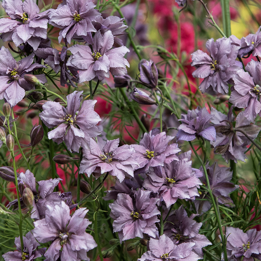 Sommerridderspore 'Misty Lavender'