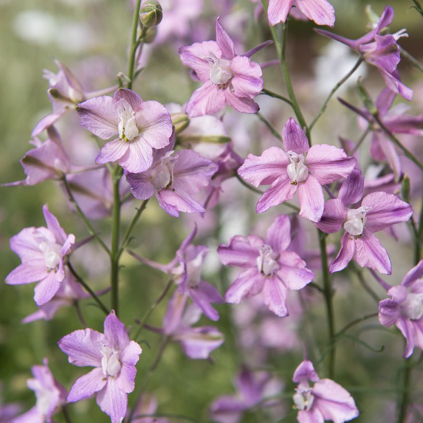 Have-Ridderspore 'Fancy Belladonna'