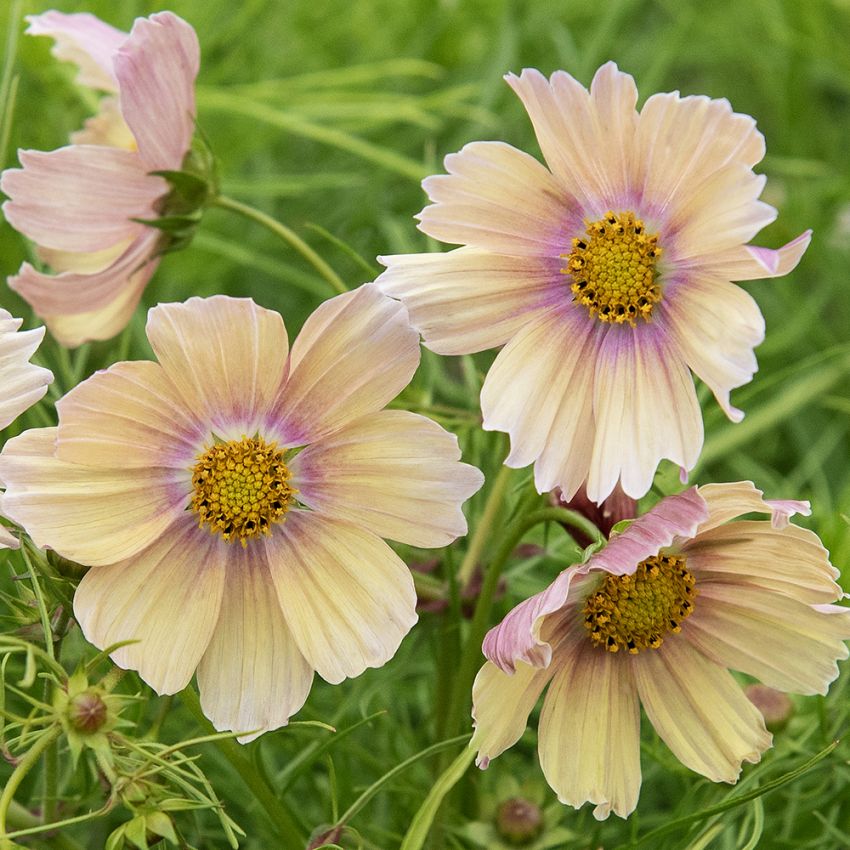 Stolt kavaler 'Apricot Lemonade'