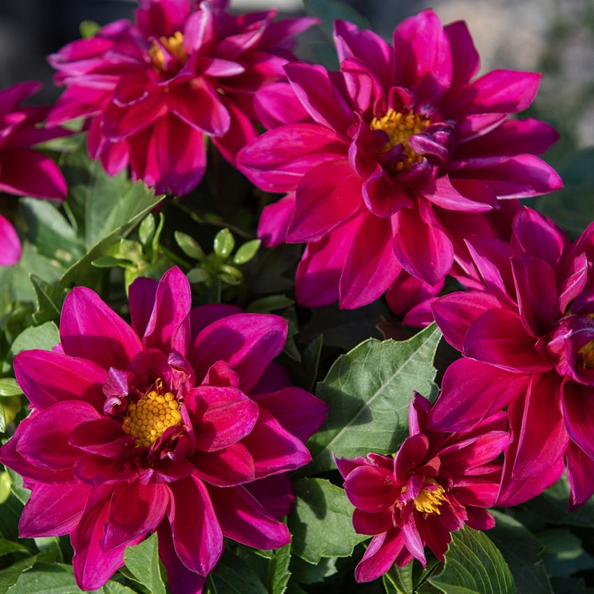 Dahlia 'Opera Violet Shades'