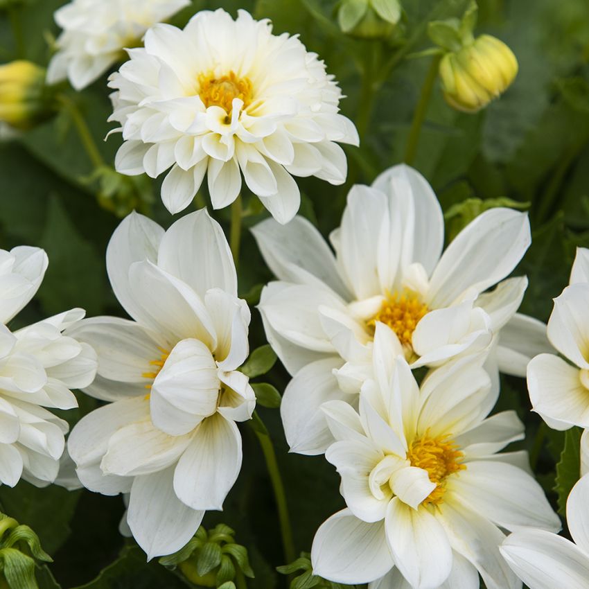 Sommergeorgine 'Opera White'