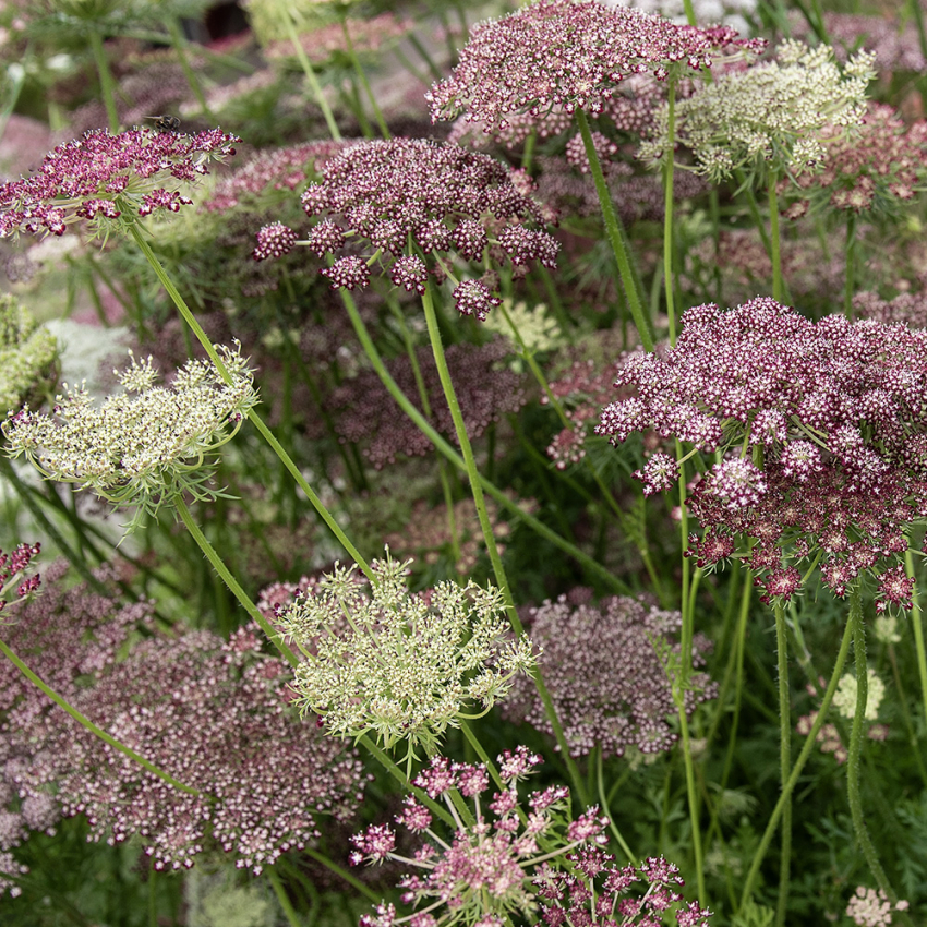 Vild Gulerod 'Dara' i gruppen Frø / Etårige blomster hos Impecta Fröhandel (83330)