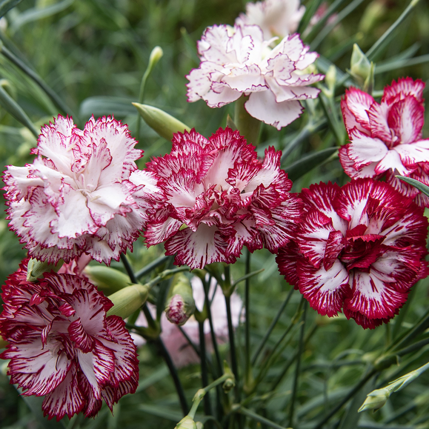 Havenellike 'Chabaud Benigna' i gruppen Frø / Etårige blomster hos Impecta Fröhandel (8339)