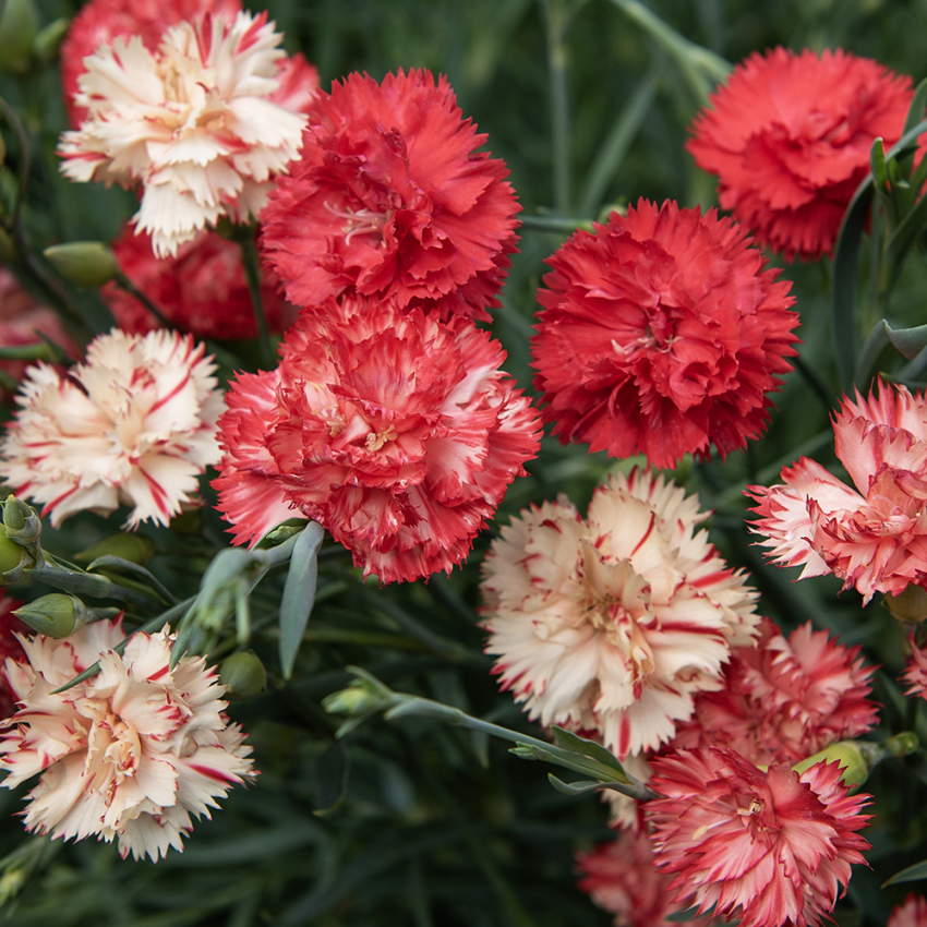 Havenellike 'Chabaud Avranchin'  i gruppen Frø / Etårige blomster hos Impecta Fröhandel (8343)