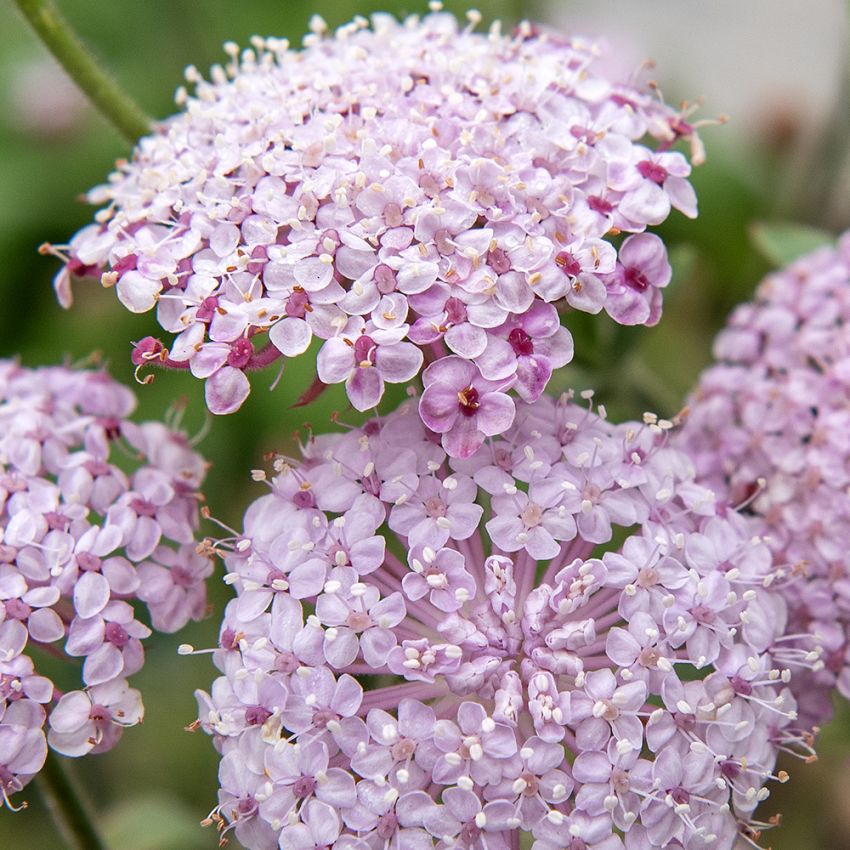 Blå kniplingsblomst 'Lace Pink'