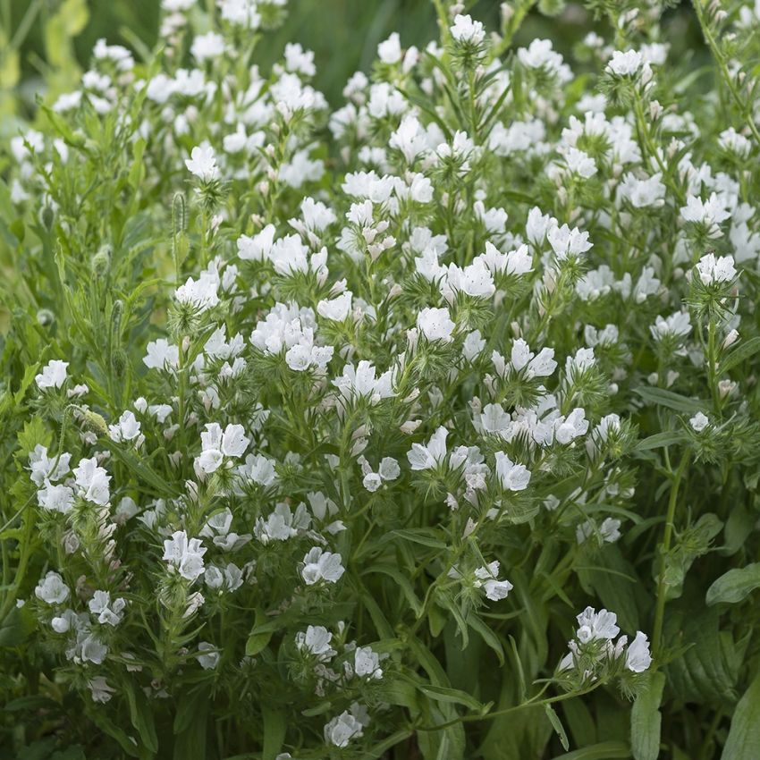 Slangehoved 'White Bedder'