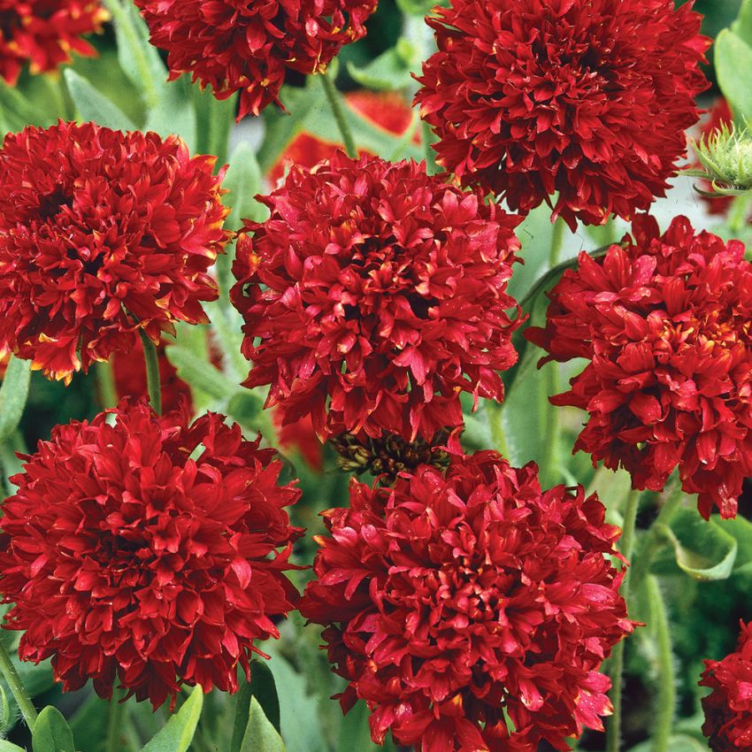 Kokarde 'Red Plume'