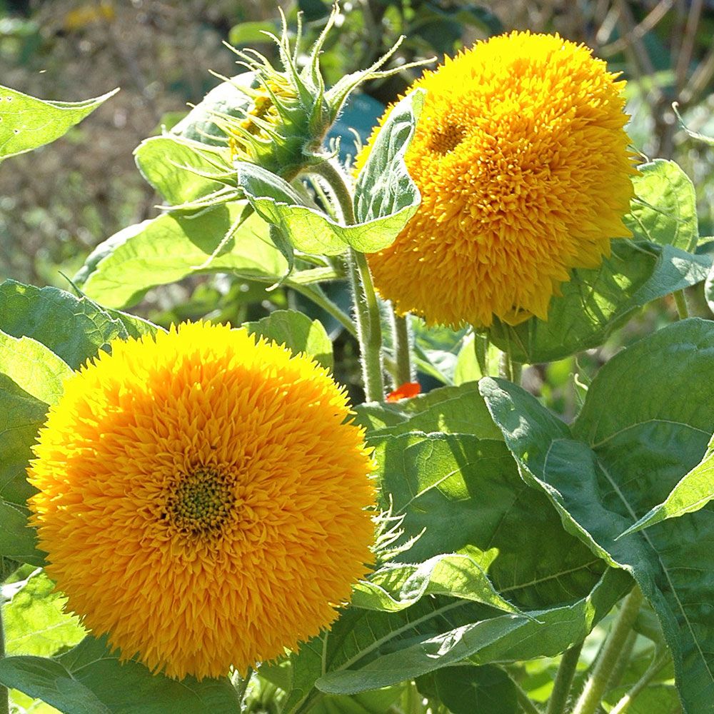 Fyldig Solsikke 'Teddy Bear'