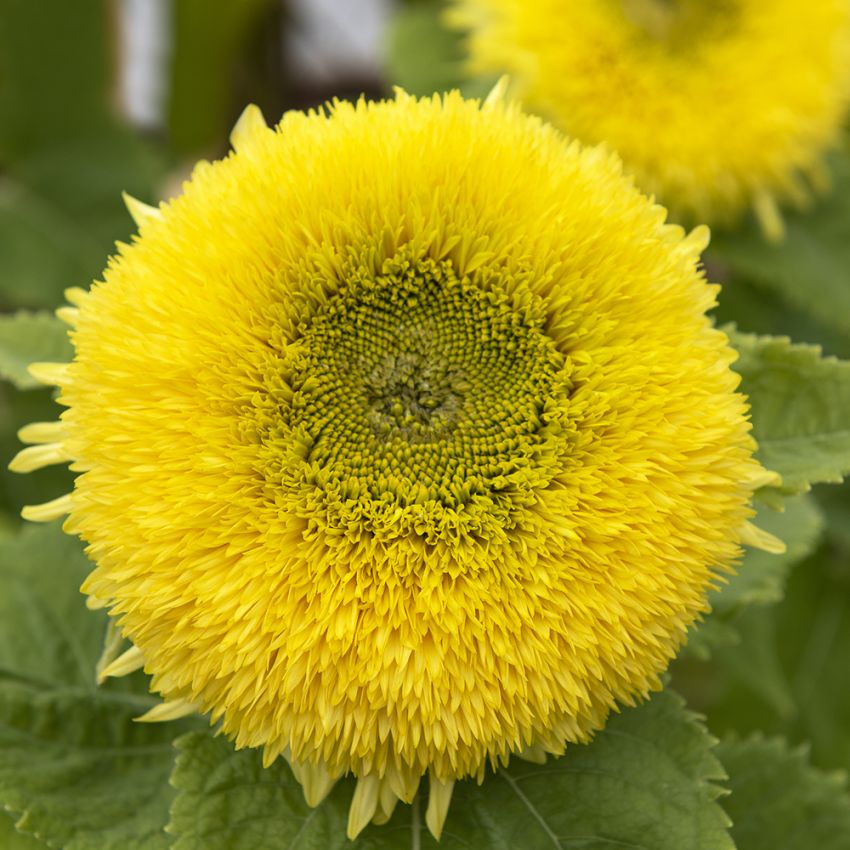 Fyldig Solsikke 'Gummy Bear'