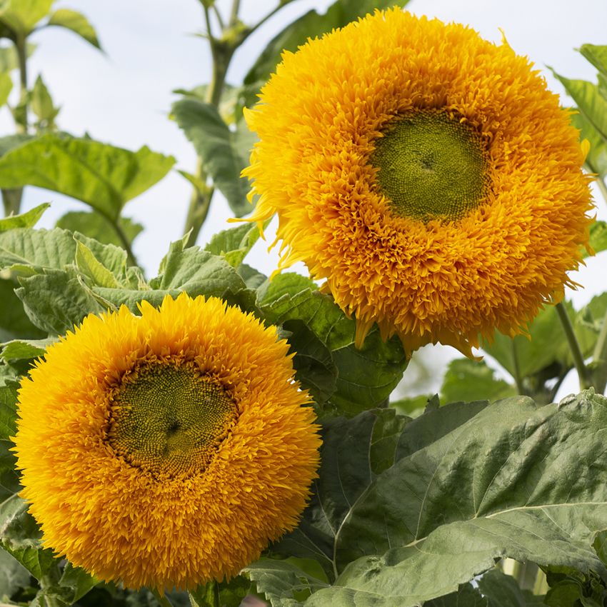Solsikke 'Orange Sun' i gruppen Frø / Etårige blomster hos Impecta Fröhandel (84283)