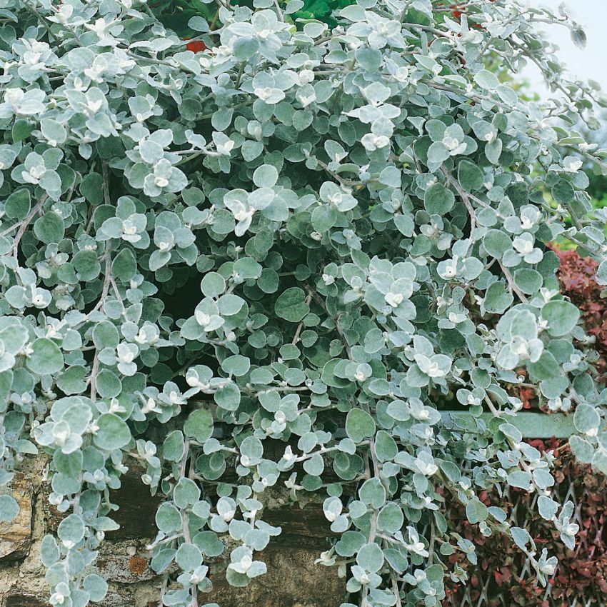 Grå Evighedsblomst 'Silver Mist'