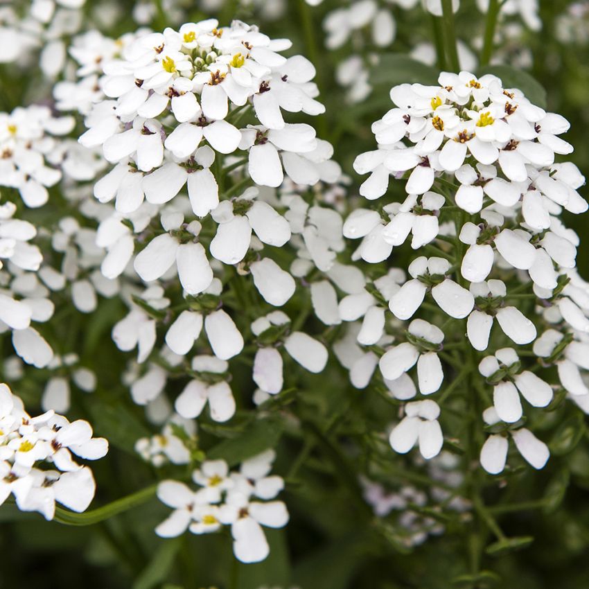 Sløjfeblomst 'White Pinnacle'