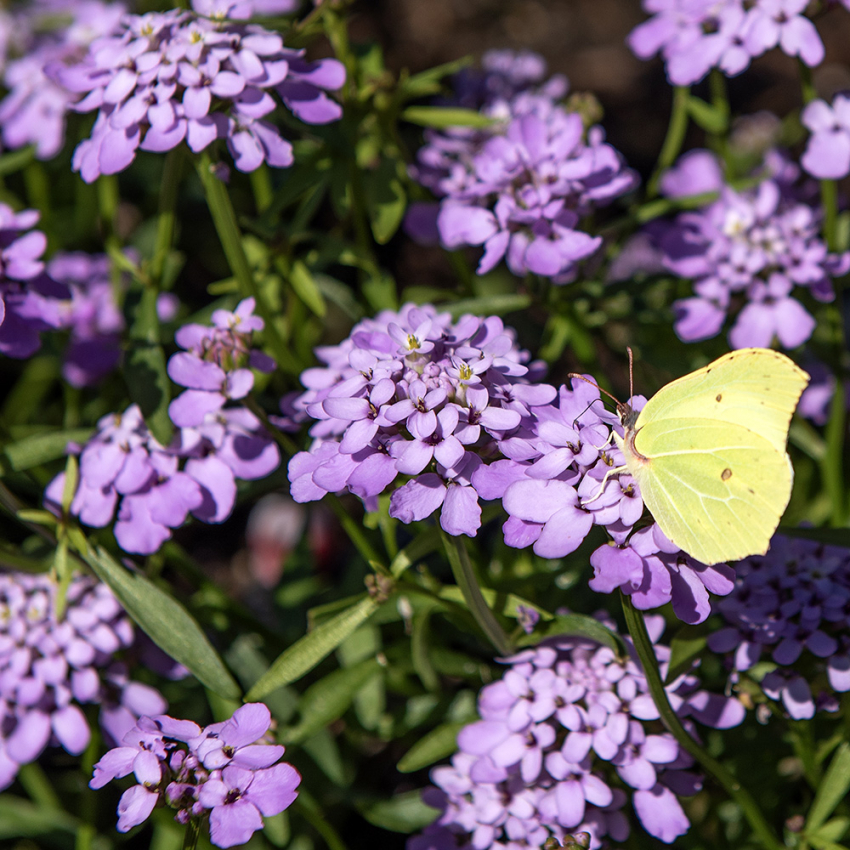 Sløjfeblomst 'Lilac'