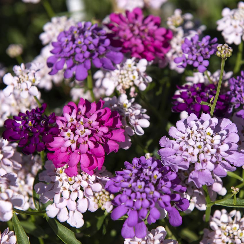 Sløjfeblomst 'Flash mixed' i gruppen Frø / Etårige blomster hos Impecta Fröhandel (84403)