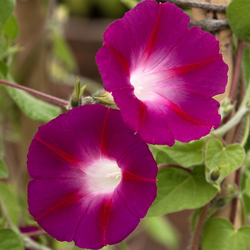 Purpurpragtsnerle 'Crimson Rambler'