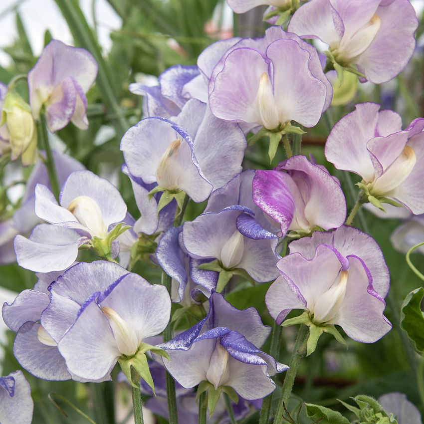 Ærteblomst 'Spencer Blue Ripple'