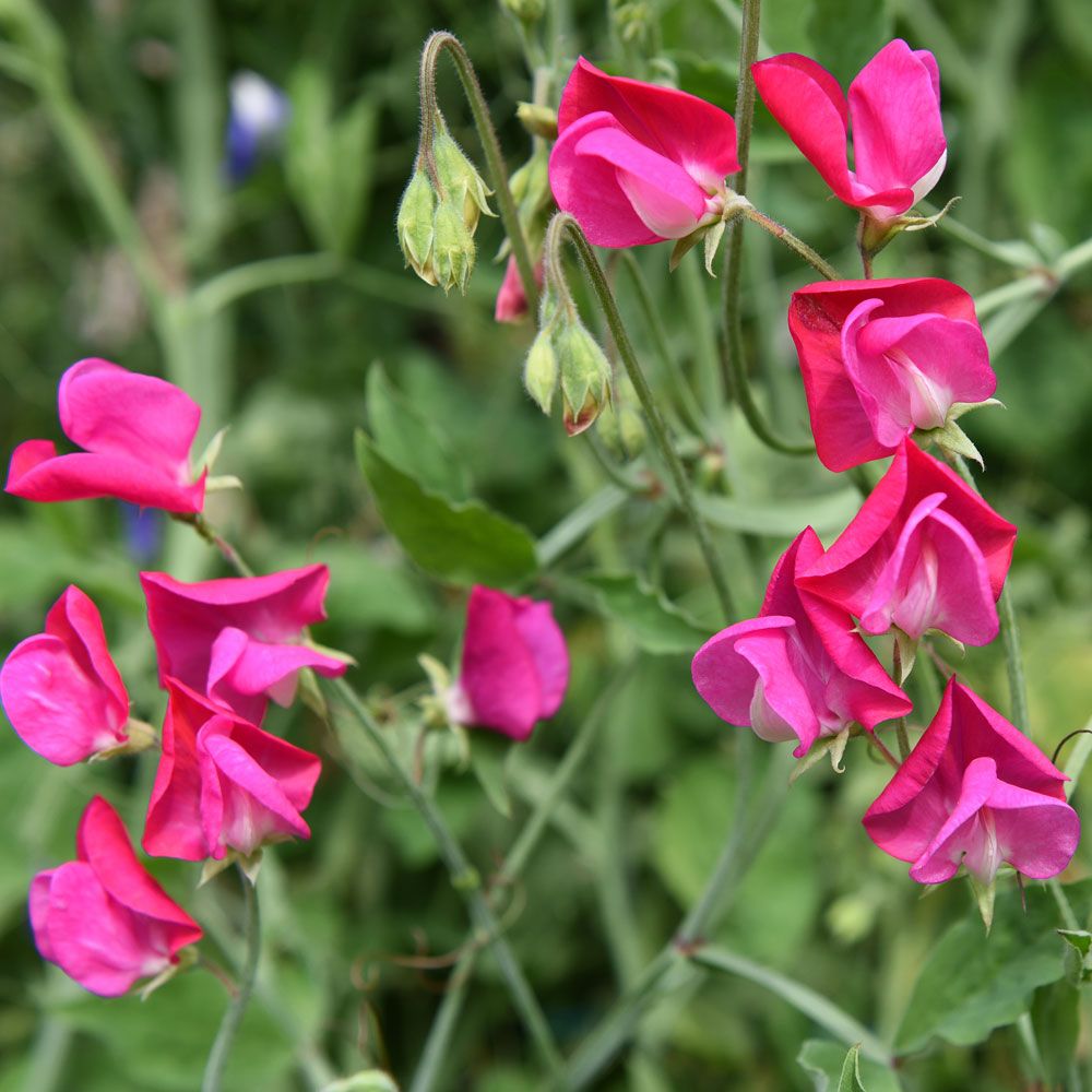 Ærteblomst 'Old Spice Annie Gilroy'