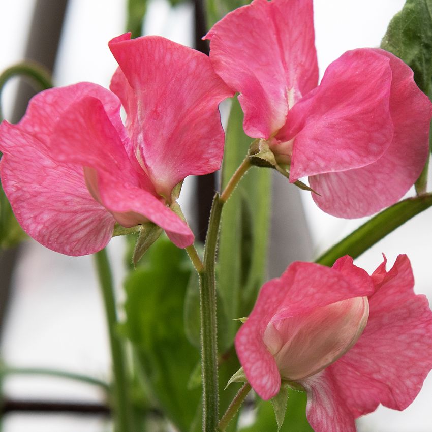 Ærteblomst 'Elegance Watermelon'