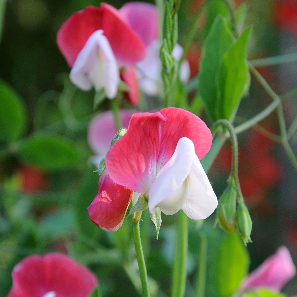 Ærteblomst 'Old Spice Painted Lady'