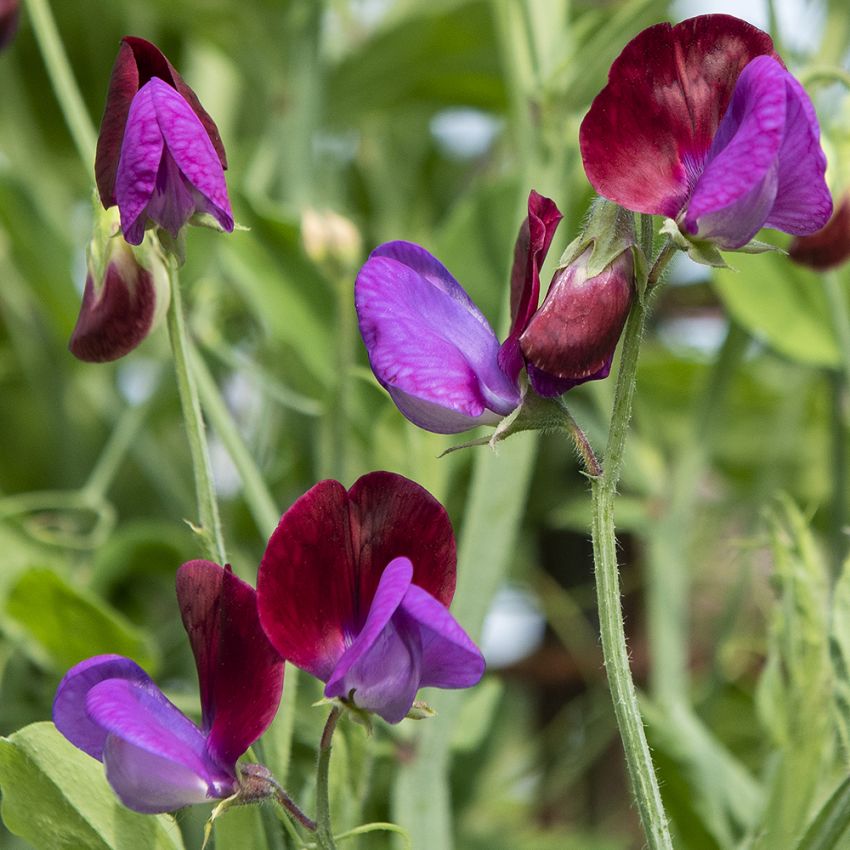 Ærteblomst 'Matucana'