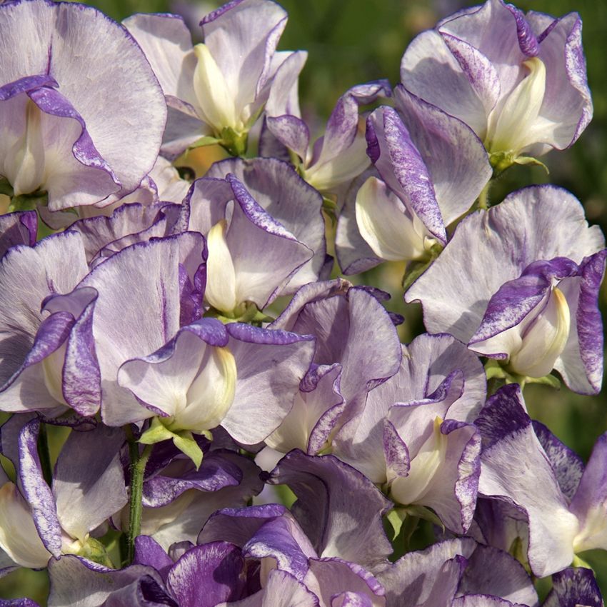 Ærteblomst 'Spencer Nimbus'