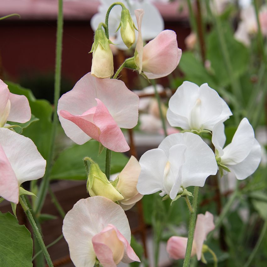 Ærteblomst 'Spring Sunshine Champagne'