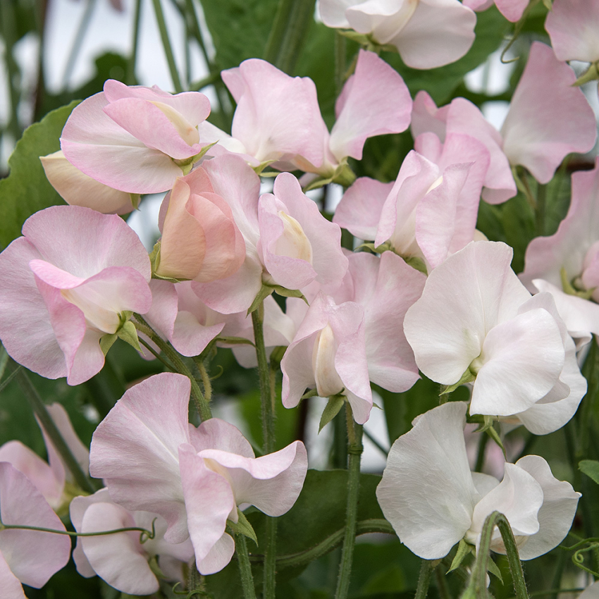 Ærteblomst 'Spring Sunshine Blush'