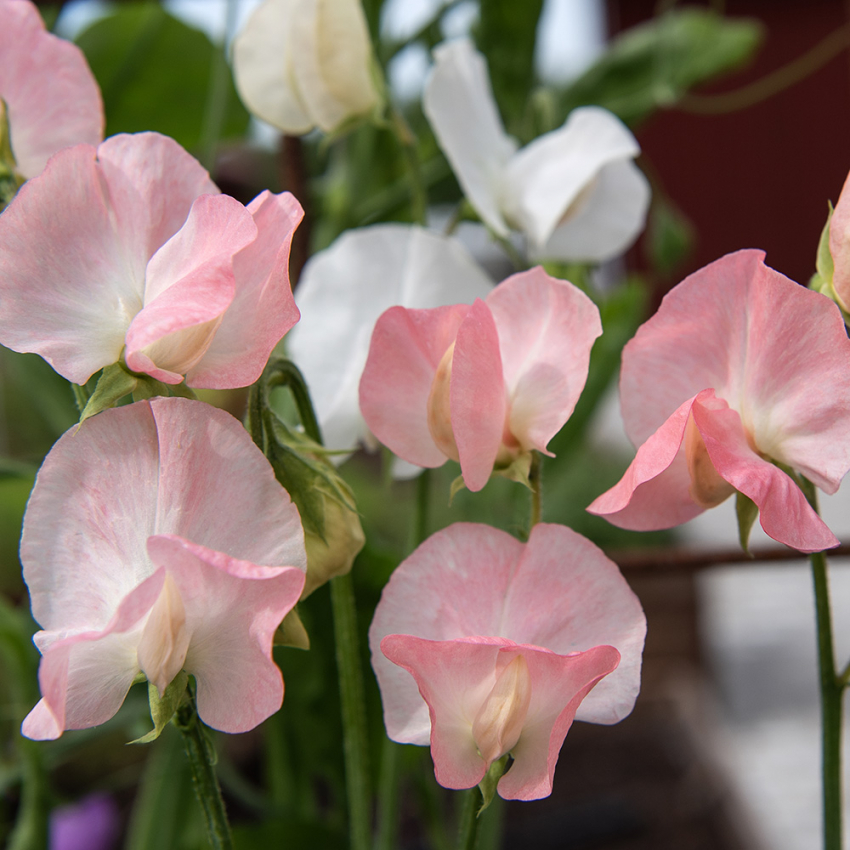 Ærteblomst 'Spring Sunshine Nancy'