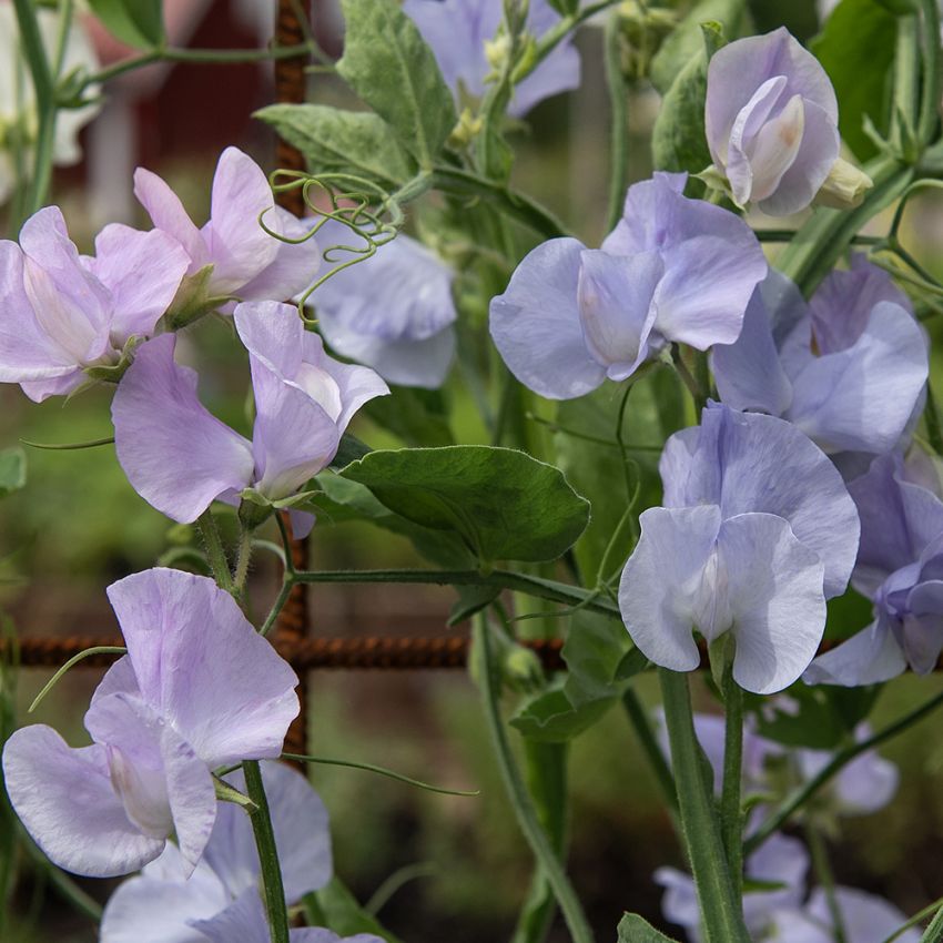 Ærteblomst 'Spring Sunshine Light Blue'