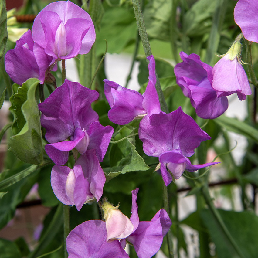 Ærteblomst 'Spring Sunshine Mauve'