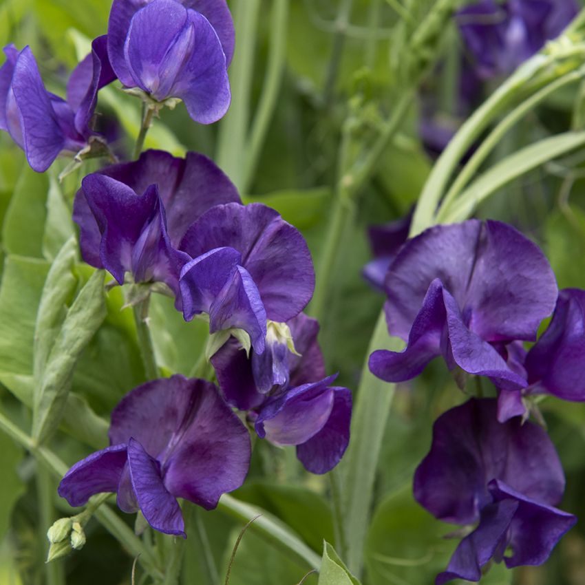 Ærteblomst 'Spencer Blue Velvet'