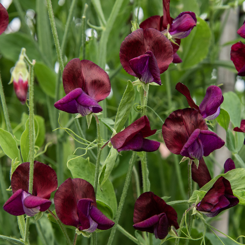 Ærteblomst 'Royal Maroon'