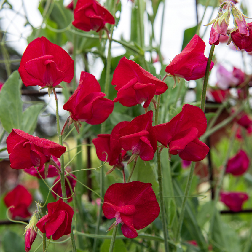 Ærteblomst 'Royal Crimson'