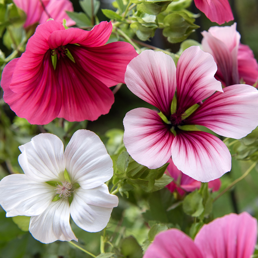 Mamelukærme i gruppen Frø / Etårige blomster hos Impecta Fröhandel (8490)