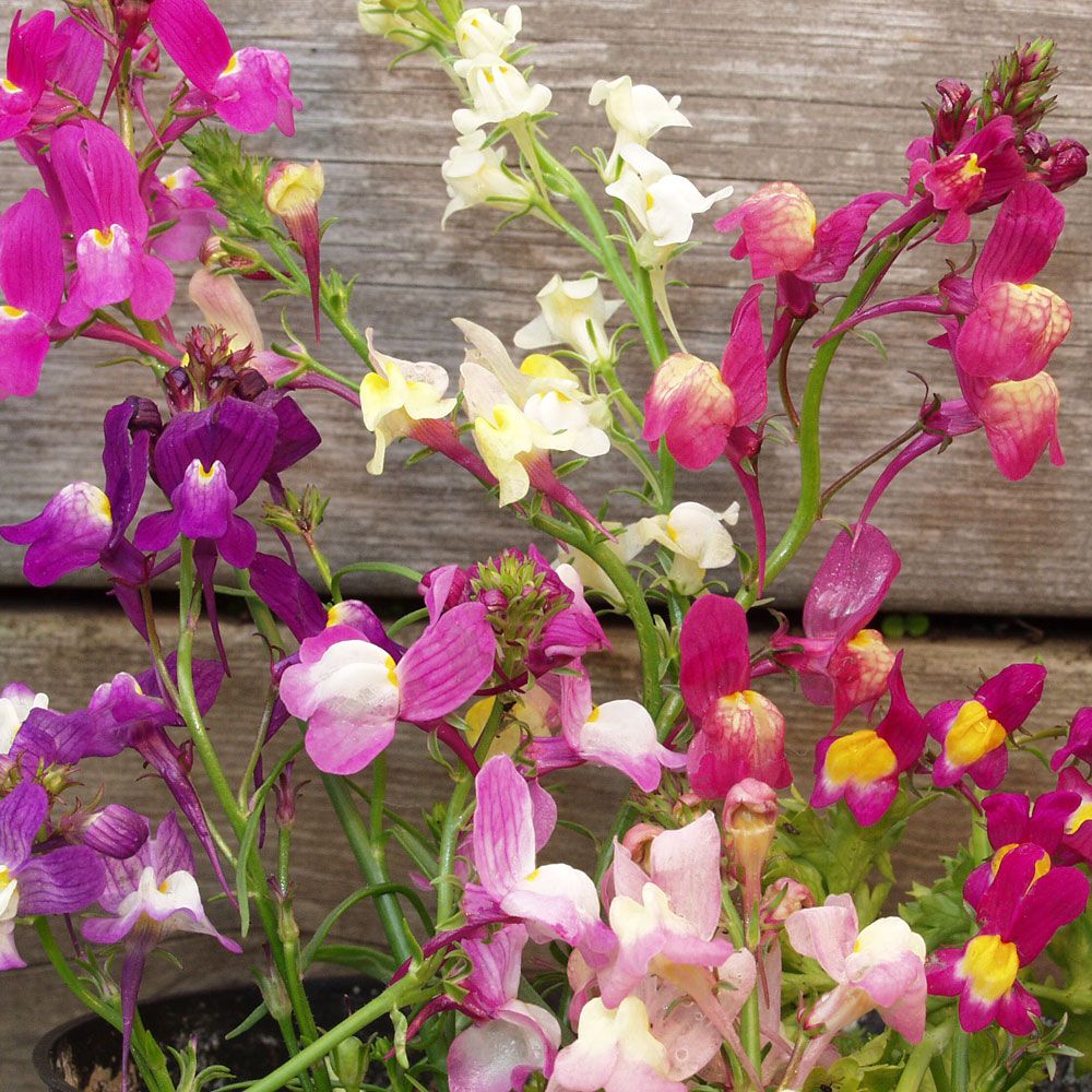 Torskemund 'Fairy Bouquet'