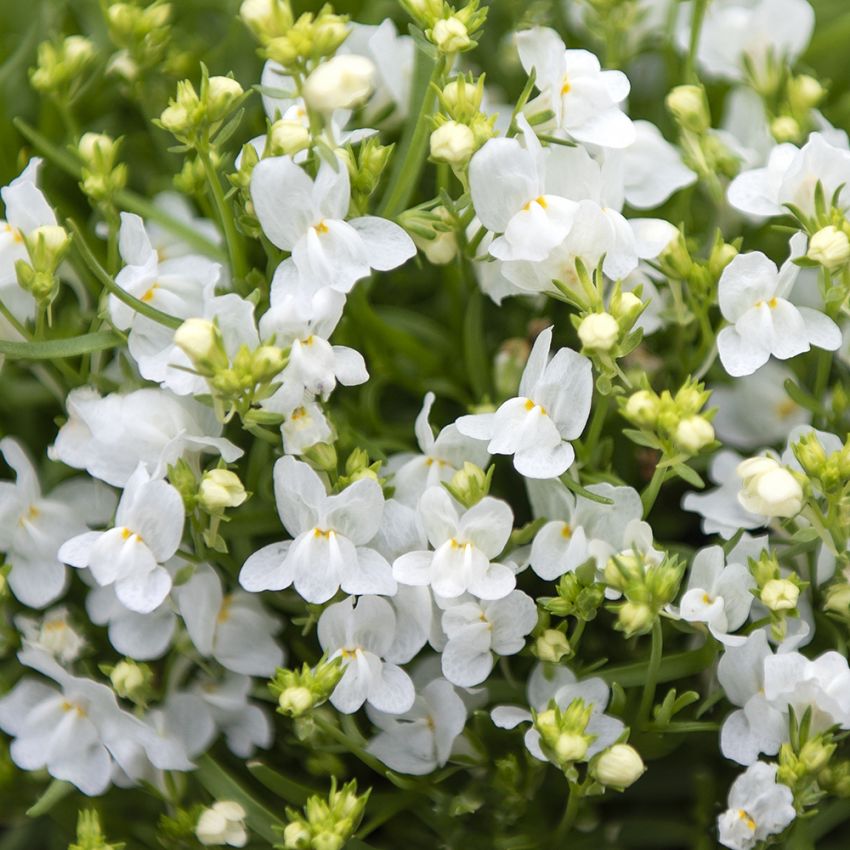 Torskemund 'Fantasista White'