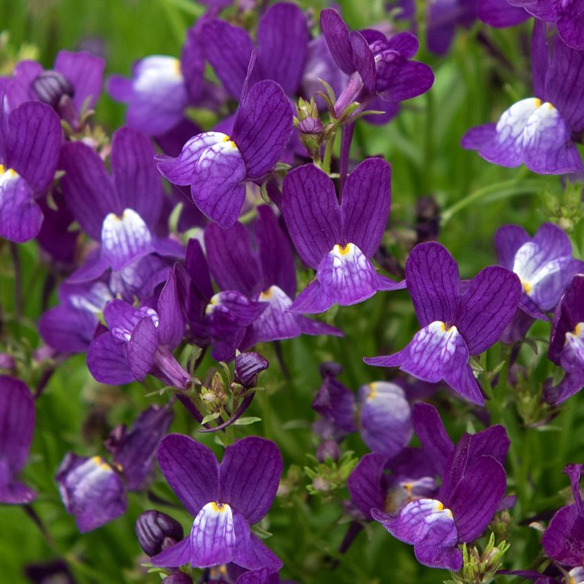 Torskemund 'Fantasista Blue'