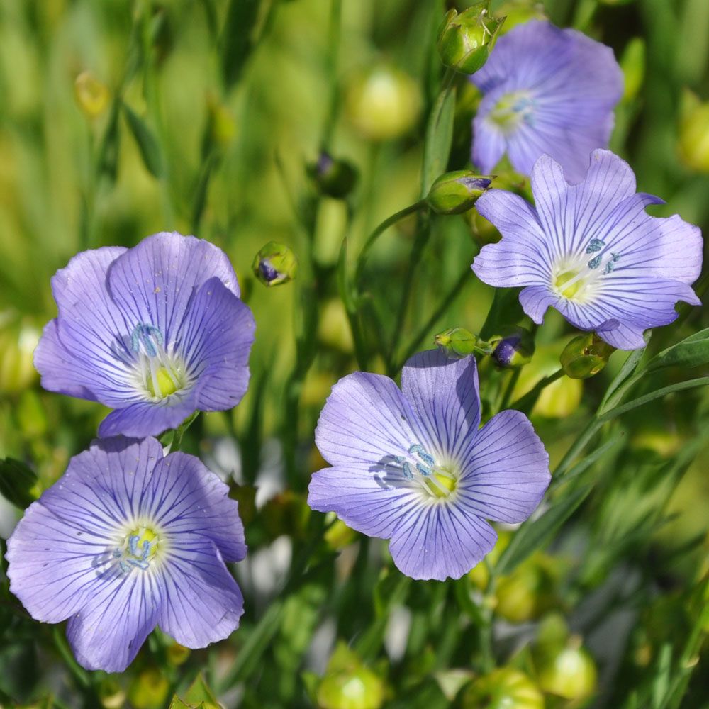 Hørblomst 'Blue Dress'