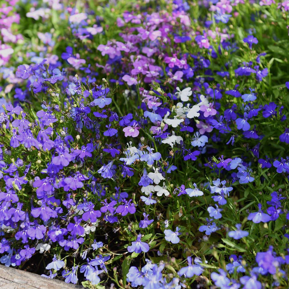 Kantlobelia 'Mix Palace'