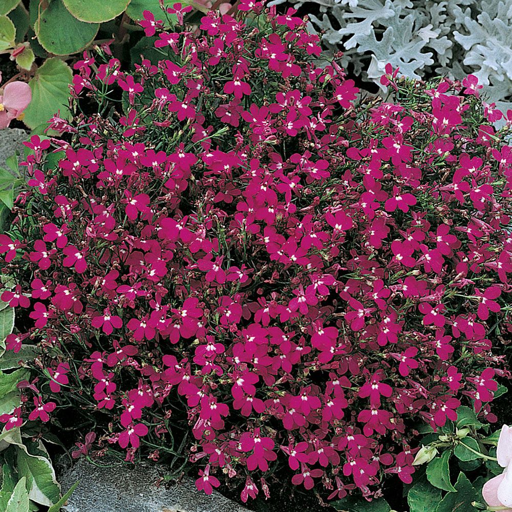 Kantobelia 'Rosamund'