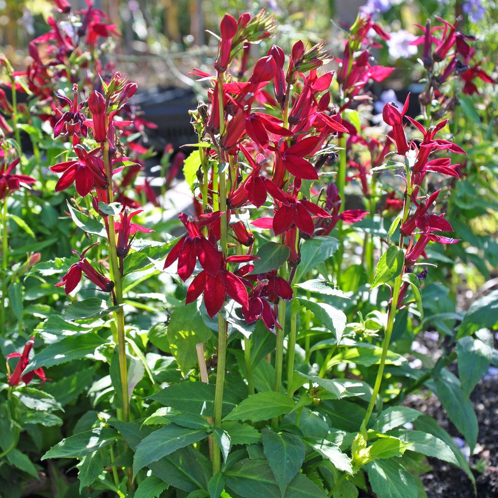 Staudelobelia F1 'Fan Burgundy'