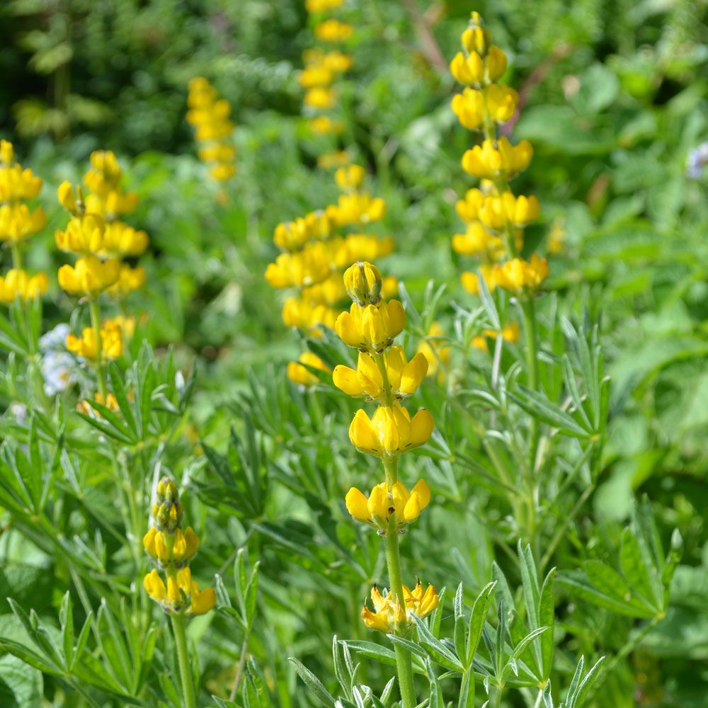 Gul Lupin i gruppen Frø / Etårige blomster hos Impecta Fröhandel (8531)