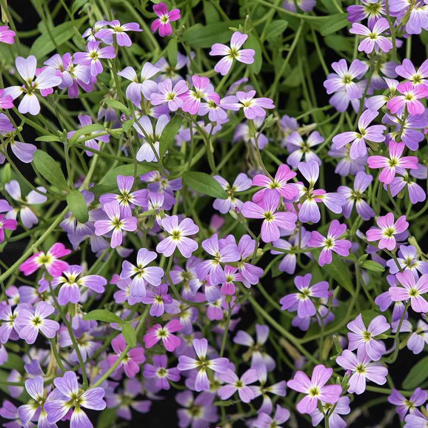 Strandlevkøj 'Spring Sparkle' i gruppen Frø / Etårige blomster hos Impecta Fröhandel (8539)