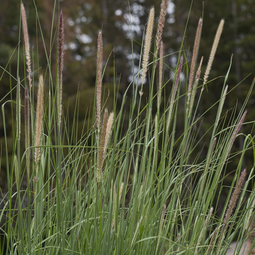 Halebørstegræs 'Tail Feathers'