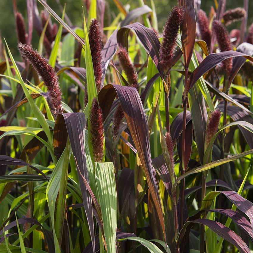 Kolbehirse 'Red Jewel'