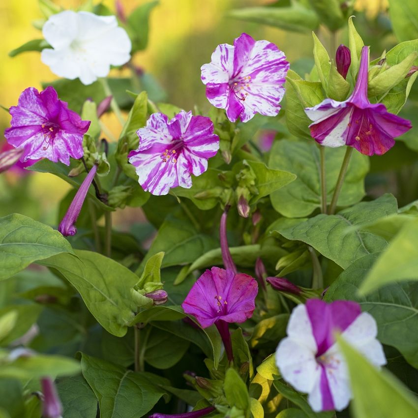 Vidunderblomst 'Marbles White-Red'