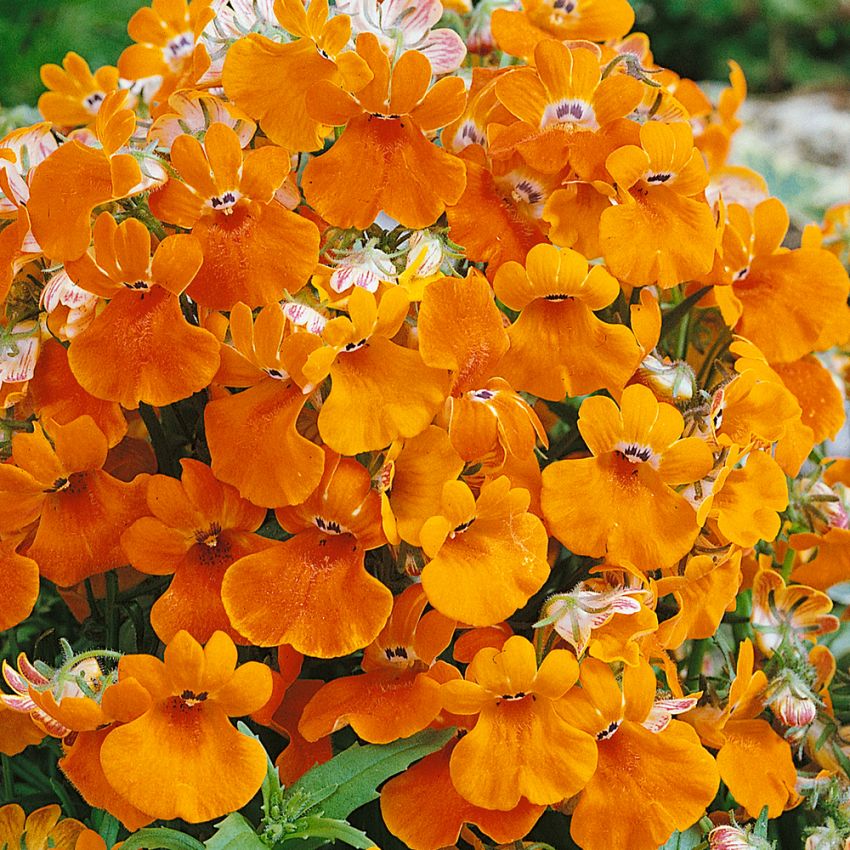 Sommerfugleblomst 'Orange Prince'